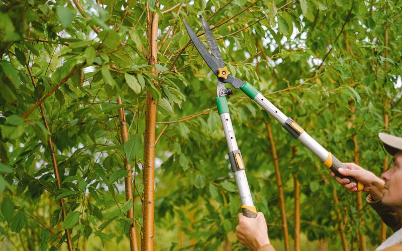 Tree trimming in Switz City, IN
